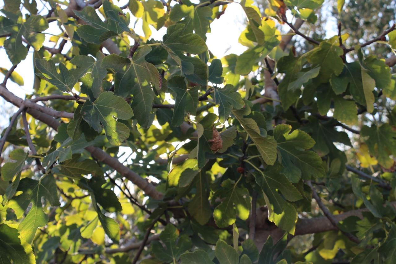 Les Jardins Fleuris Panzió Szavíra Kültér fotó